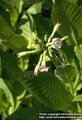 Common tobacco
